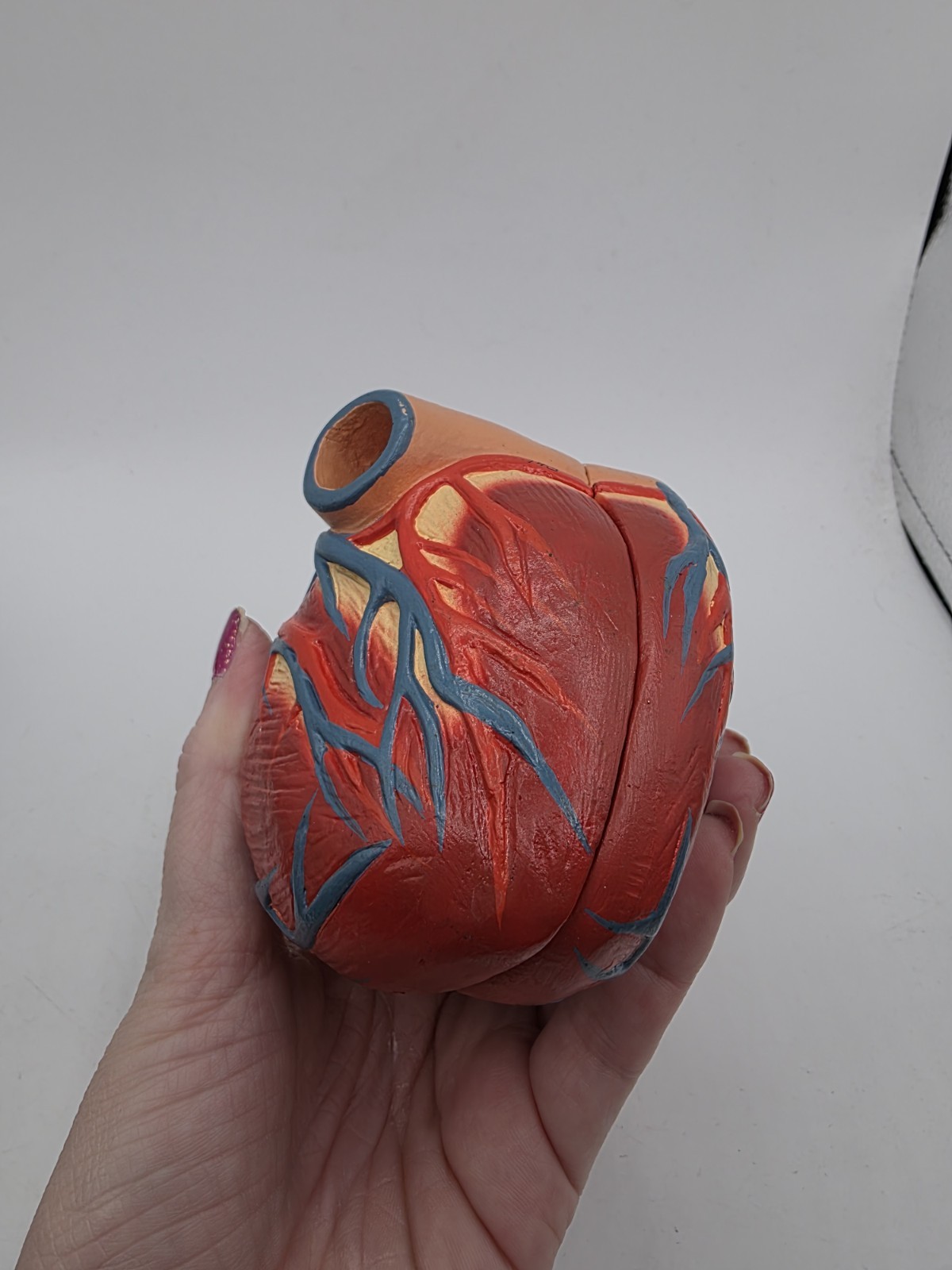 Vintage Human Heart Anatomical Anatomy Model Separated 2 Parts Medical Science