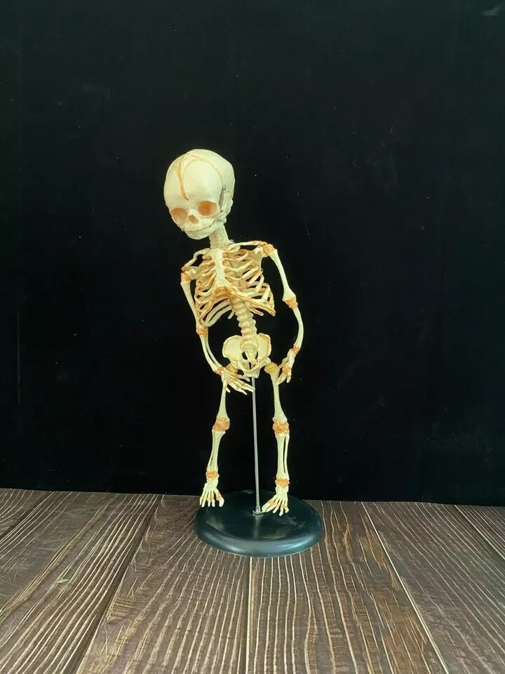 13.7″ Baby Skeleton Model Fetal Model Human Body Teaching Newborn Baby Skull
