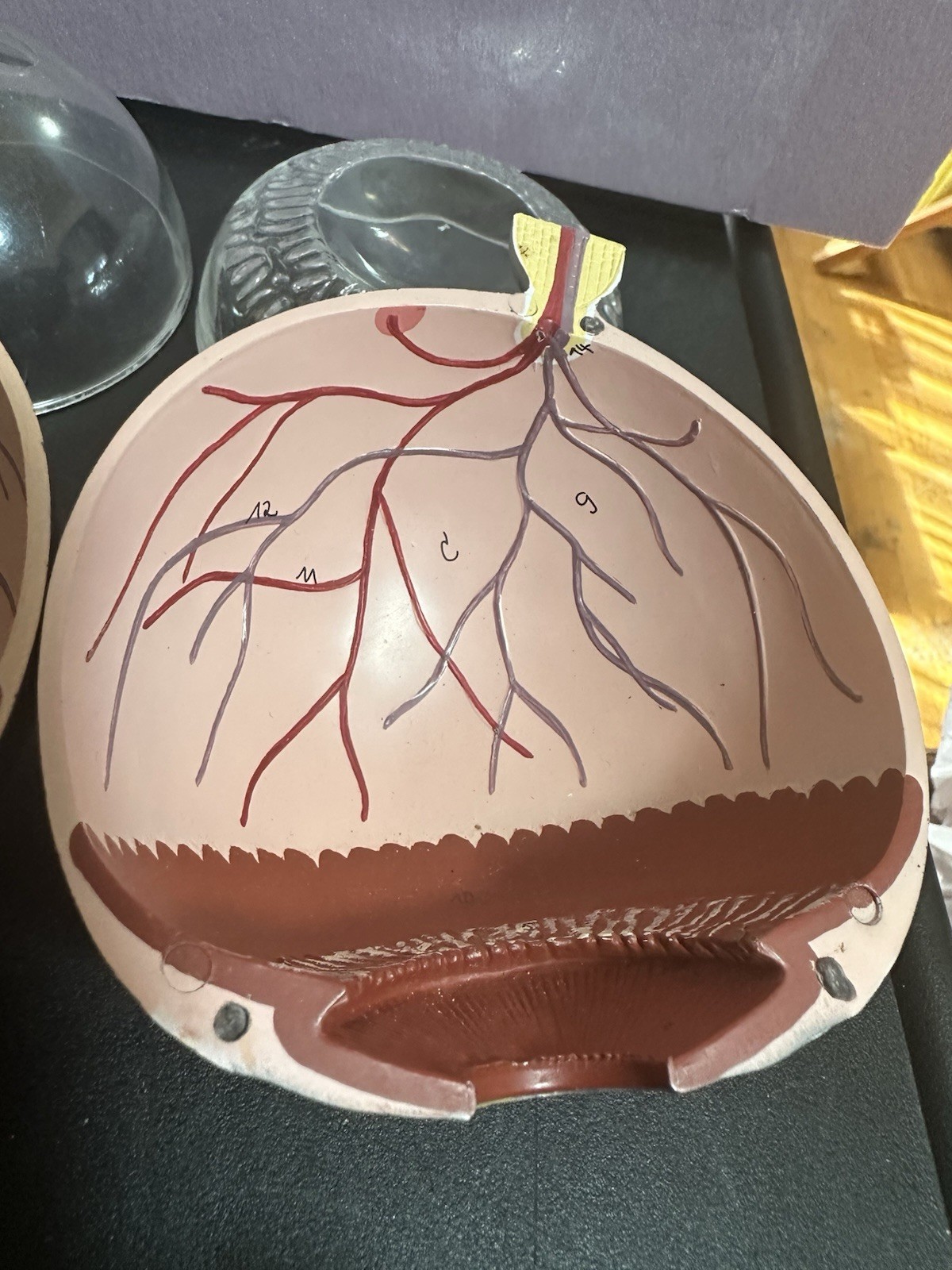Vintage Scientific Human Eye Anatomical Model Human Eye Model