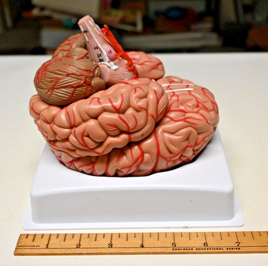 Life Size Human Brain 8 Part Anatomical Model Science Teaching Medical