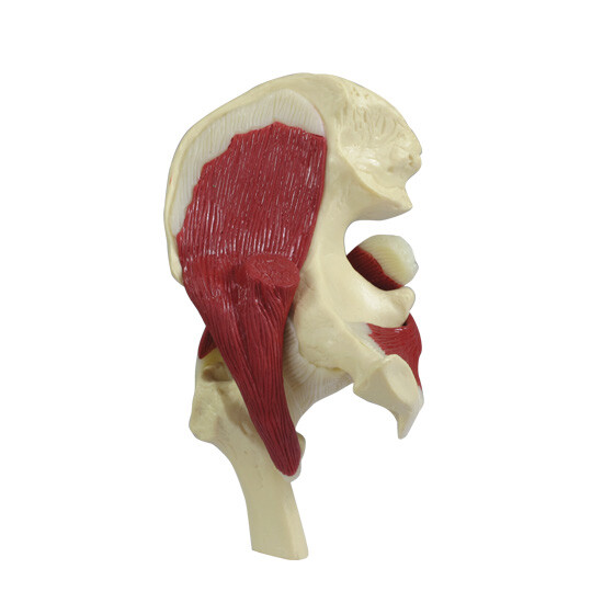 Mini Muscled Joint Set GPI Anat Models LFA #1900. Make Us an Offer! SEE VIDEO