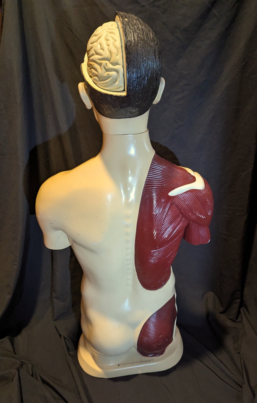 LRG Nystrom Biological Scientific Human Anatomy Model Torso 36″ Tapes Manual VTG