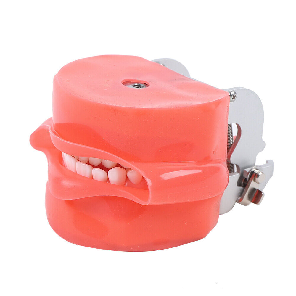 28PCS Dental Teeth Model Manikin Simulator Phantom Teeth Model For Lab Education
