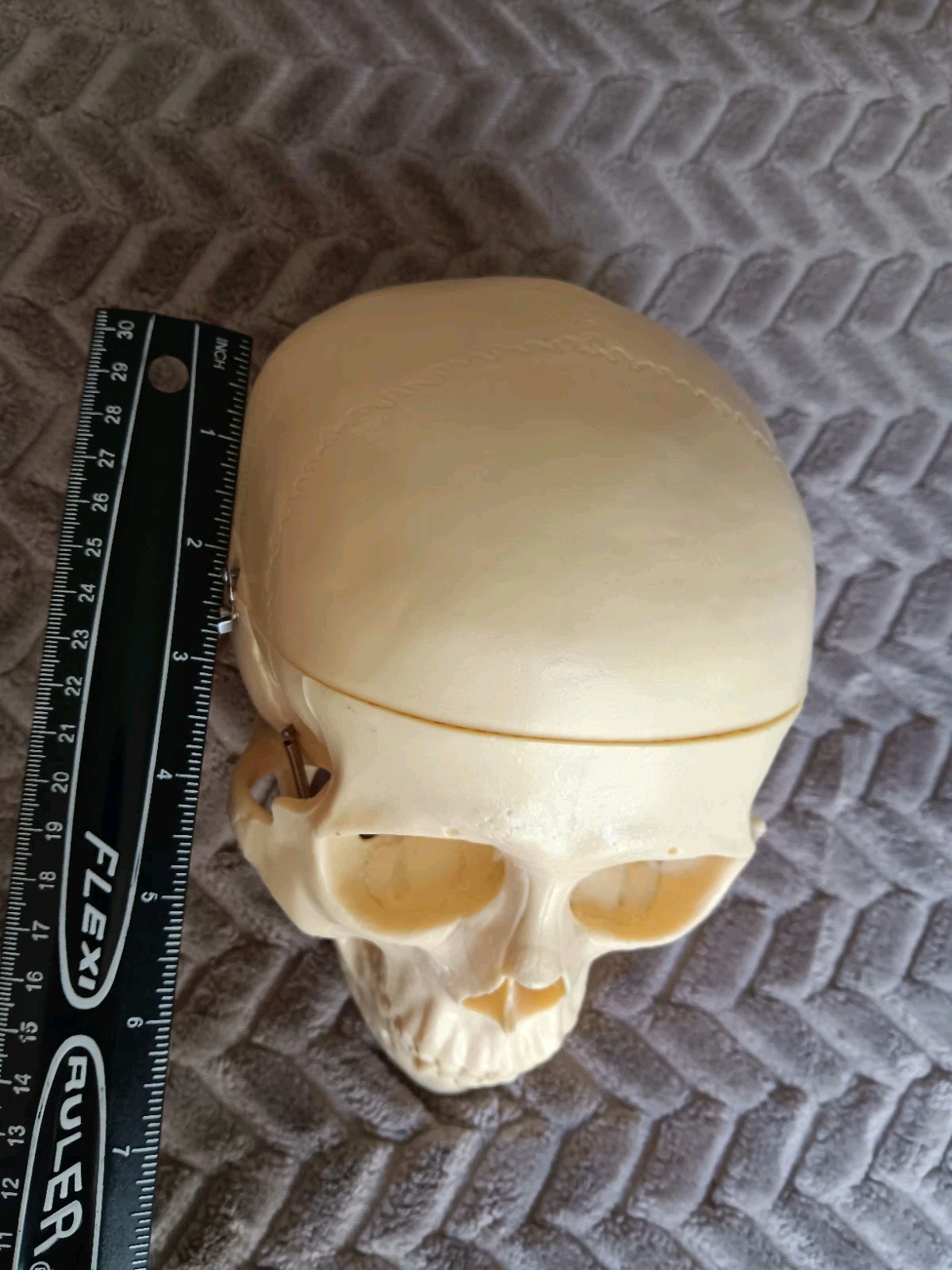 Life Size Human Model Skull Spring Jaw Removable Cap Halloween Lifelike Read