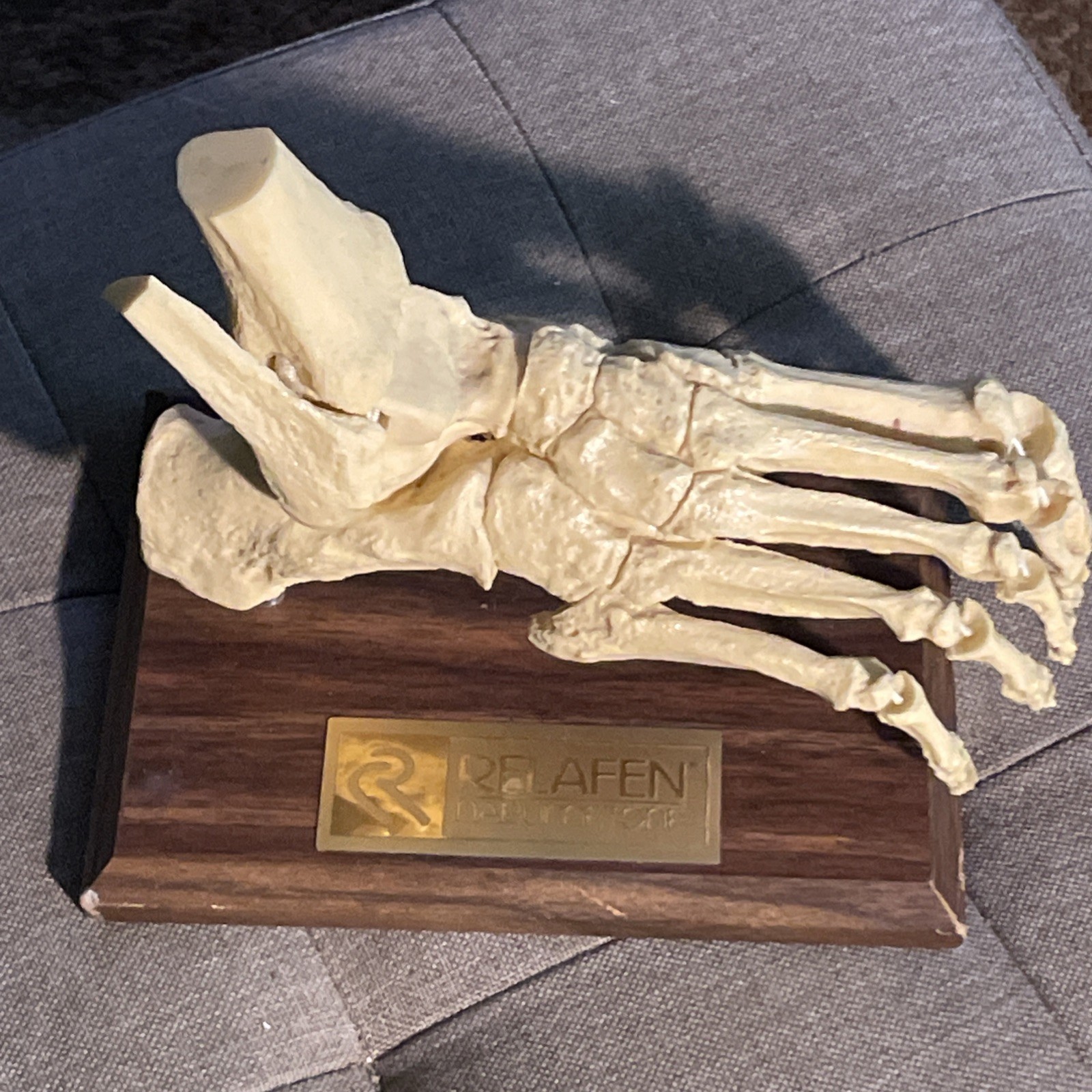 Foot BONES medical anatomical model dissection human anatomy Relafen nabumetone