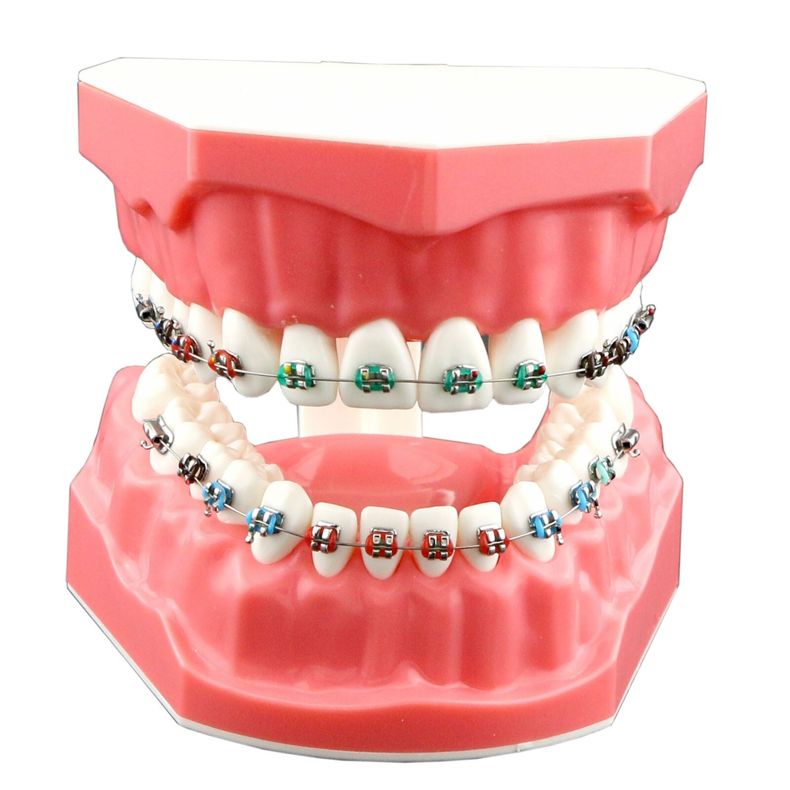 US Dental Typodont Orthodontic Teeth Model with Brackets For Brushing Practice