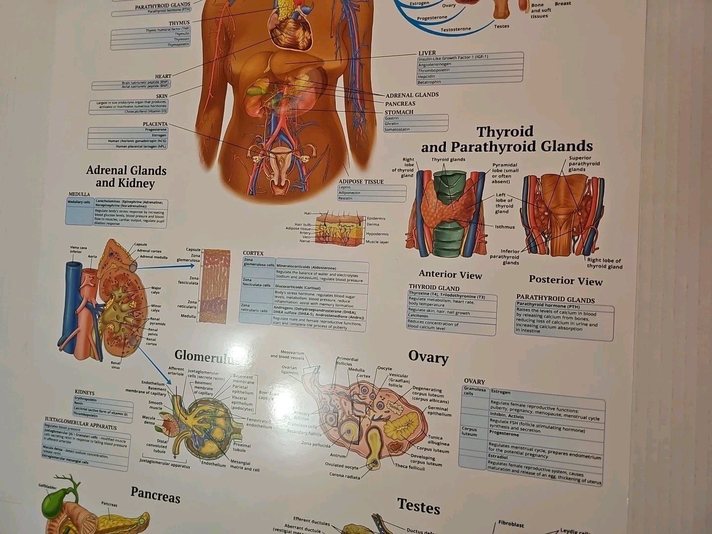 The Endocrine System 2 Sided Medical Poster 29.5″ x 17.5″ In. The Art Of Science