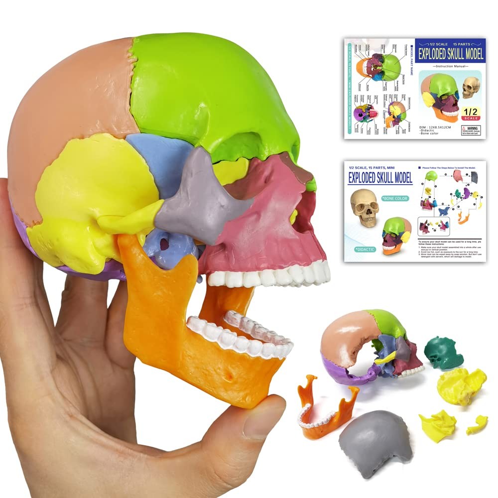 15-Parts Puzzle Anatomy Skull Model,Colorful Medical Brain Model,Human Anatom…