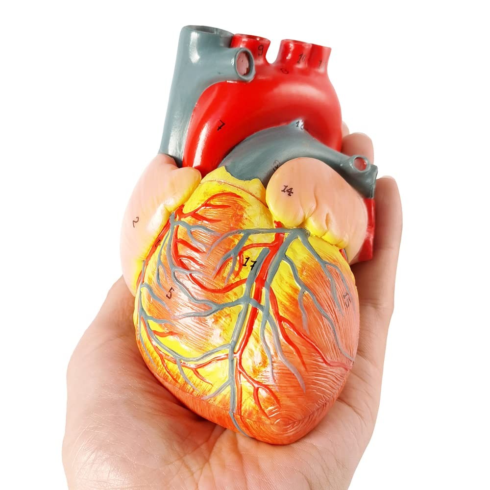 Human Heart Model For Anatomy, 2 – Part Heart Models Anatomy Life Size Medica…