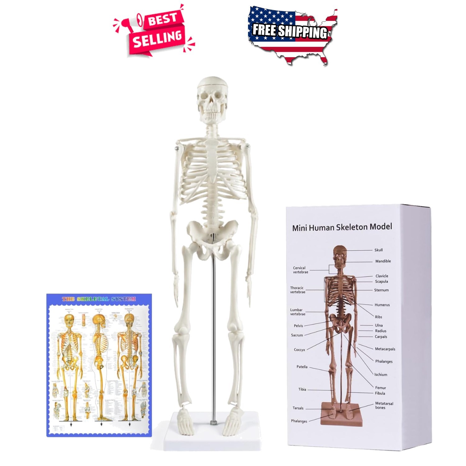 Human Skeleton Model 17” Mini Anatomy Movable Limbs Educational Science Tool