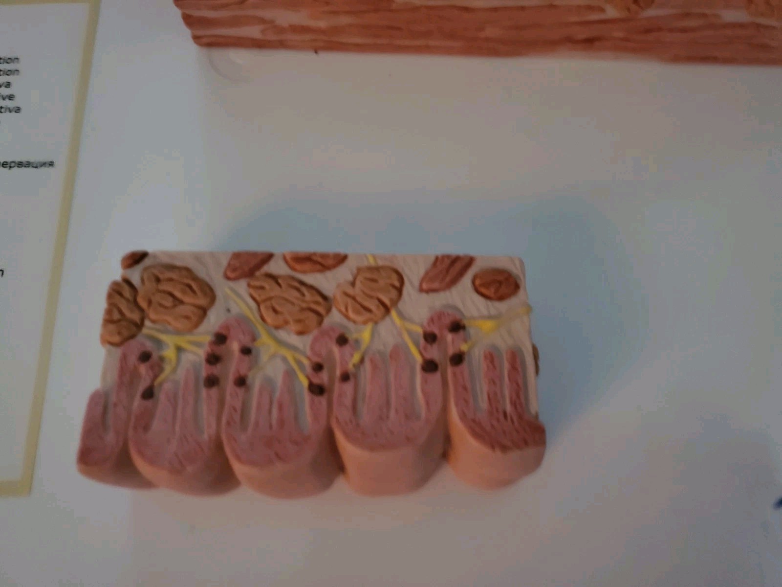 3B Scientific D17 MICROanatomy Human Tongue Model – 3B Smart Anatomy Anatomical