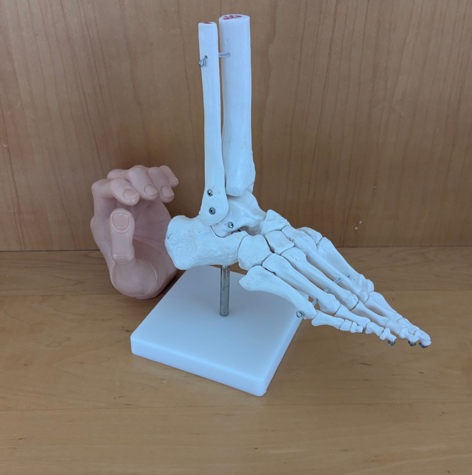 Bones Of The Foot Anatomical Model On Stand Excellent Great For Halloween EUC