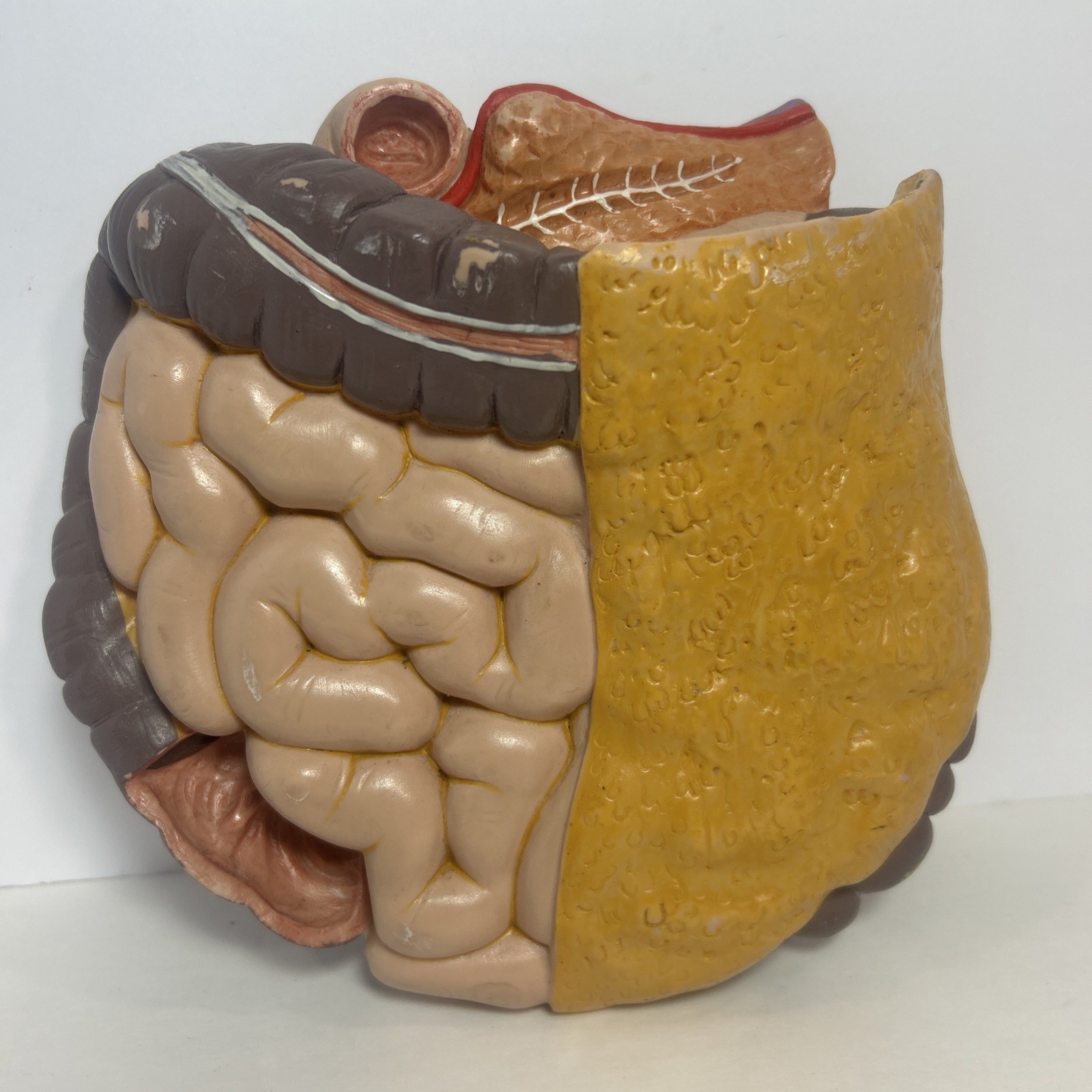 3B Scientific Spare Large And Small intestines Colon Anatomical Model For Torso