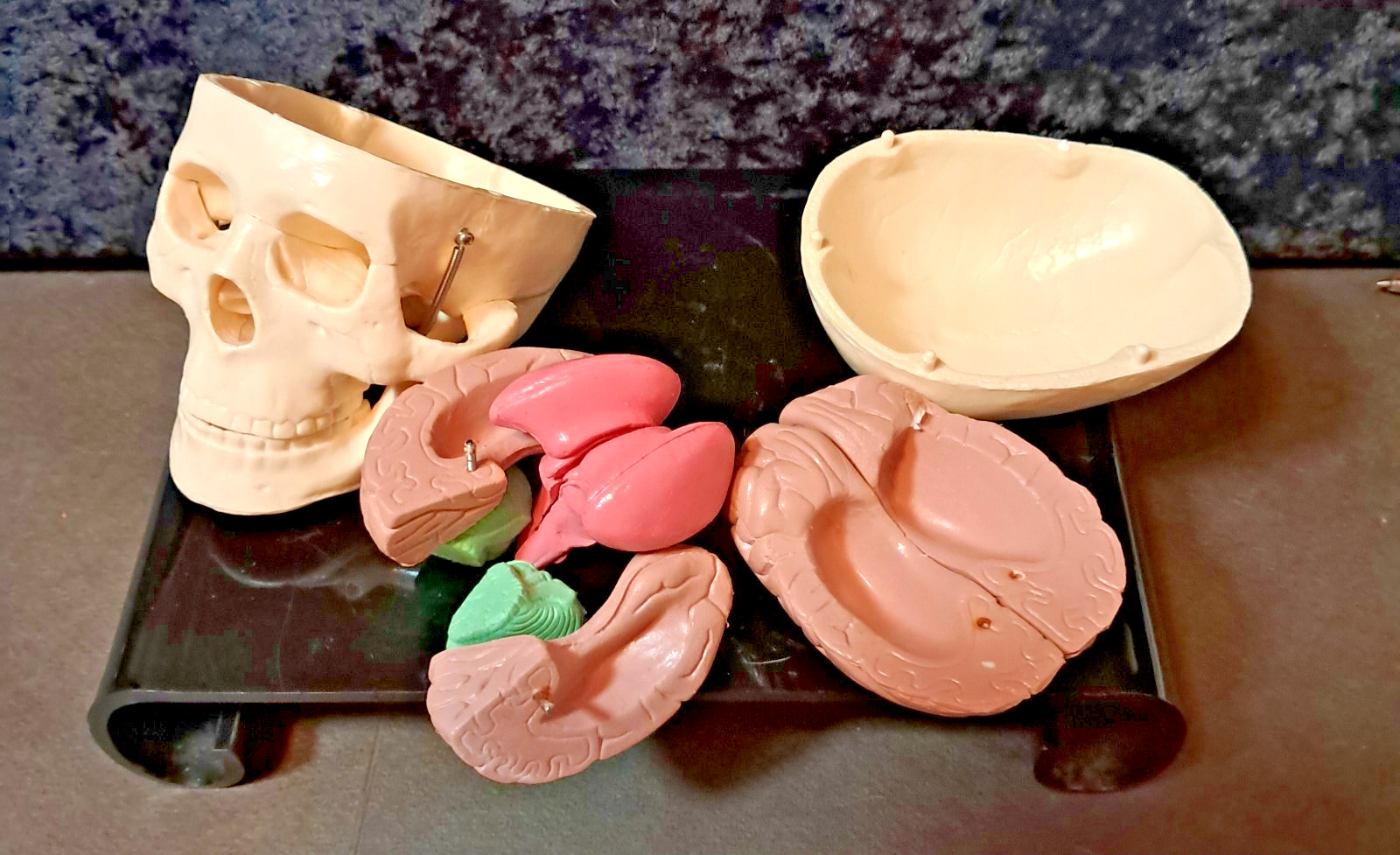 Vintage 4″x4″x4″ Heavy Plastic Human Skull & Brain Anatomical Teaching Model
