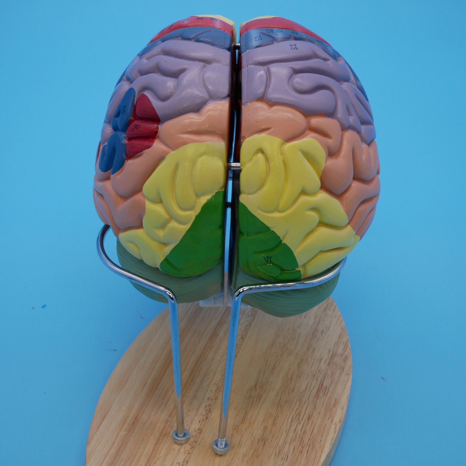 Medical Anatomical Human Brain Model Anatomy Cerebral Cortex Brain Nerve Models
