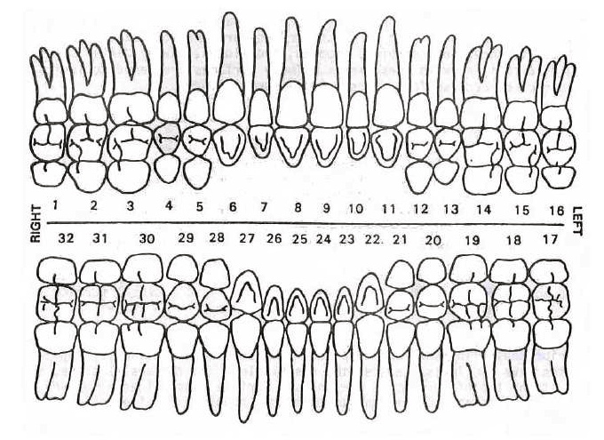 #8 Upper Right Central Anterior – Dental Polycarbonate Temporary Crowns 7 sizes