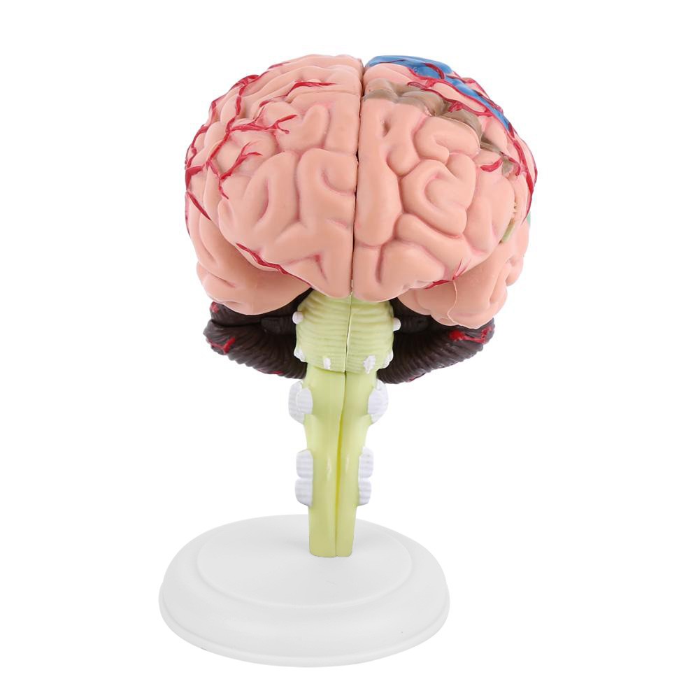 Anatomical Brain Model High Quality Assembling Tool Training Premium