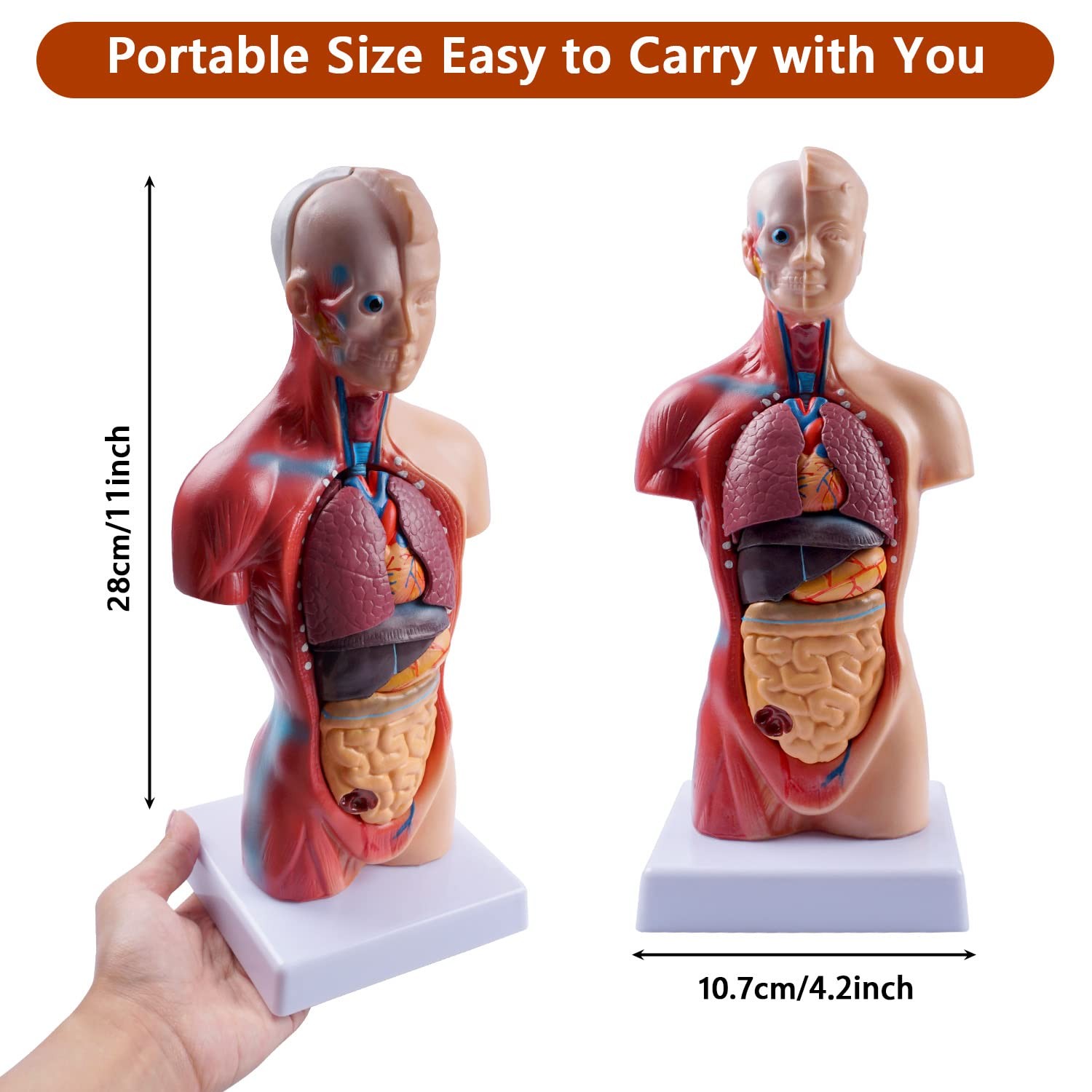 10.5inch Medical Torso Human Body Model Anatomy Doll 15 Removable Parts Educa…