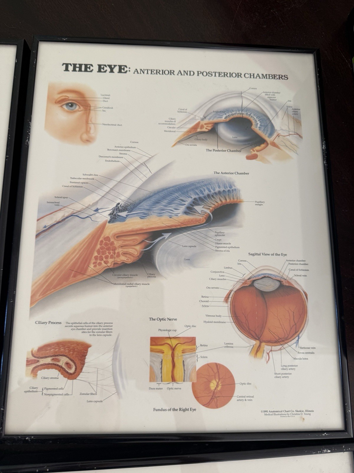 Vintage Anatomical Chart Company Framed Eye Art – 1986-92 – Set of 4 – Optometry