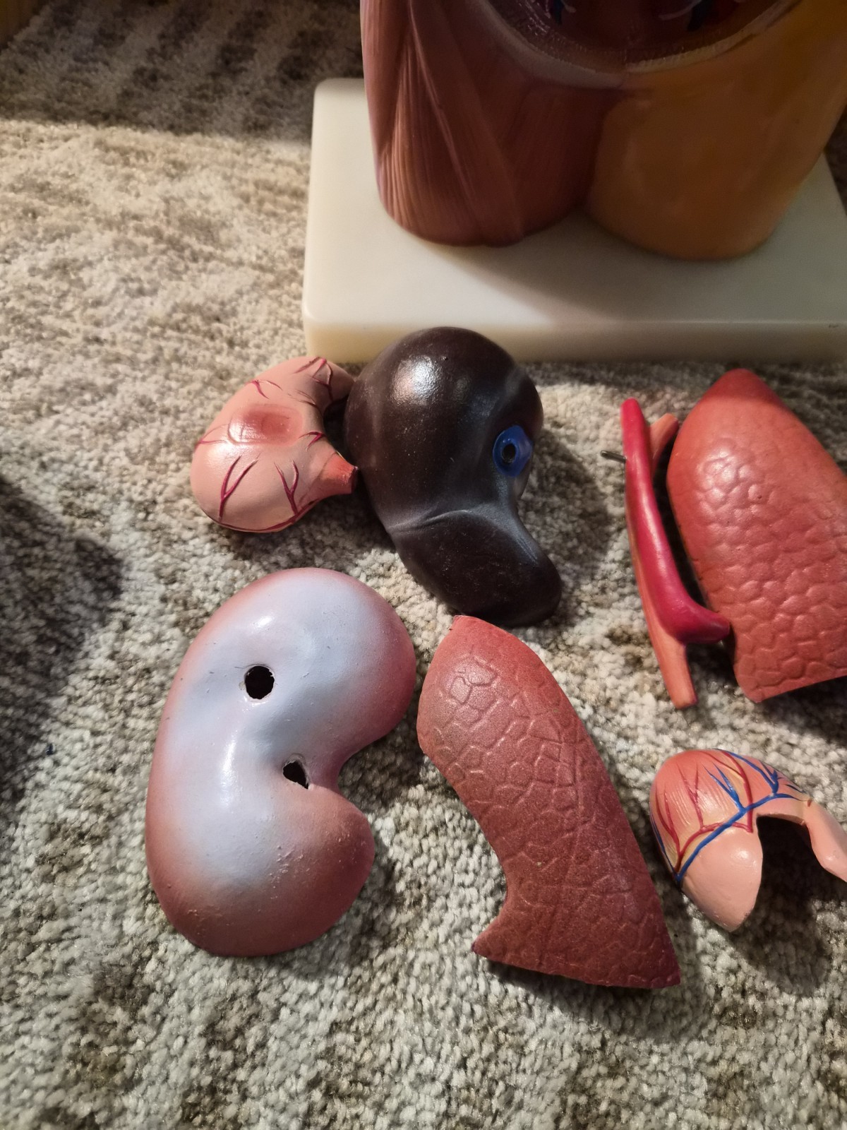 Human Anatomical Models Torso With Some Accesories