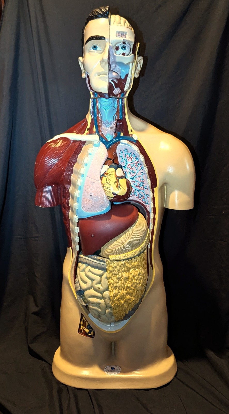 LRG Nystrom Biological Scientific Human Anatomy Model Torso 36″ Tapes Manual VTG