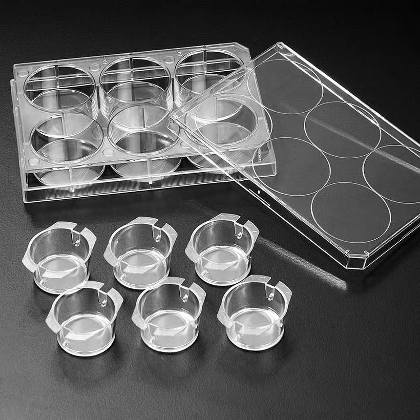 3D Cell Culture Plate Insert™ Hanging, PET, 0.4/3/8μm, 6 Pcs/PK, 24 Pcs/CS