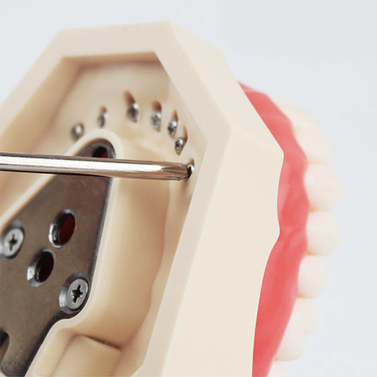 Fit Kilgore NISSIN 200Type Model Dental Typodont Model With 32Pcs Screw-in Teeth