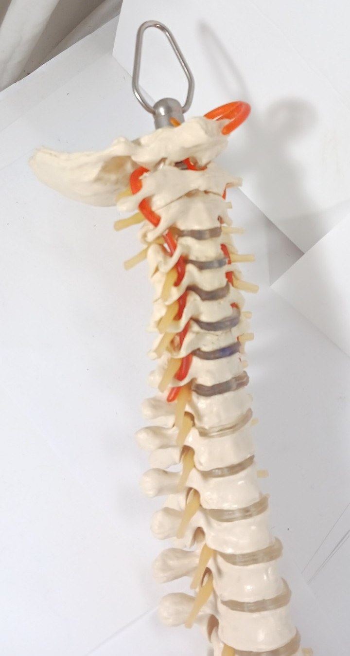 Life-Size Human Spine Model w/ Pelvis & Nerves – Anatomy Medical Study