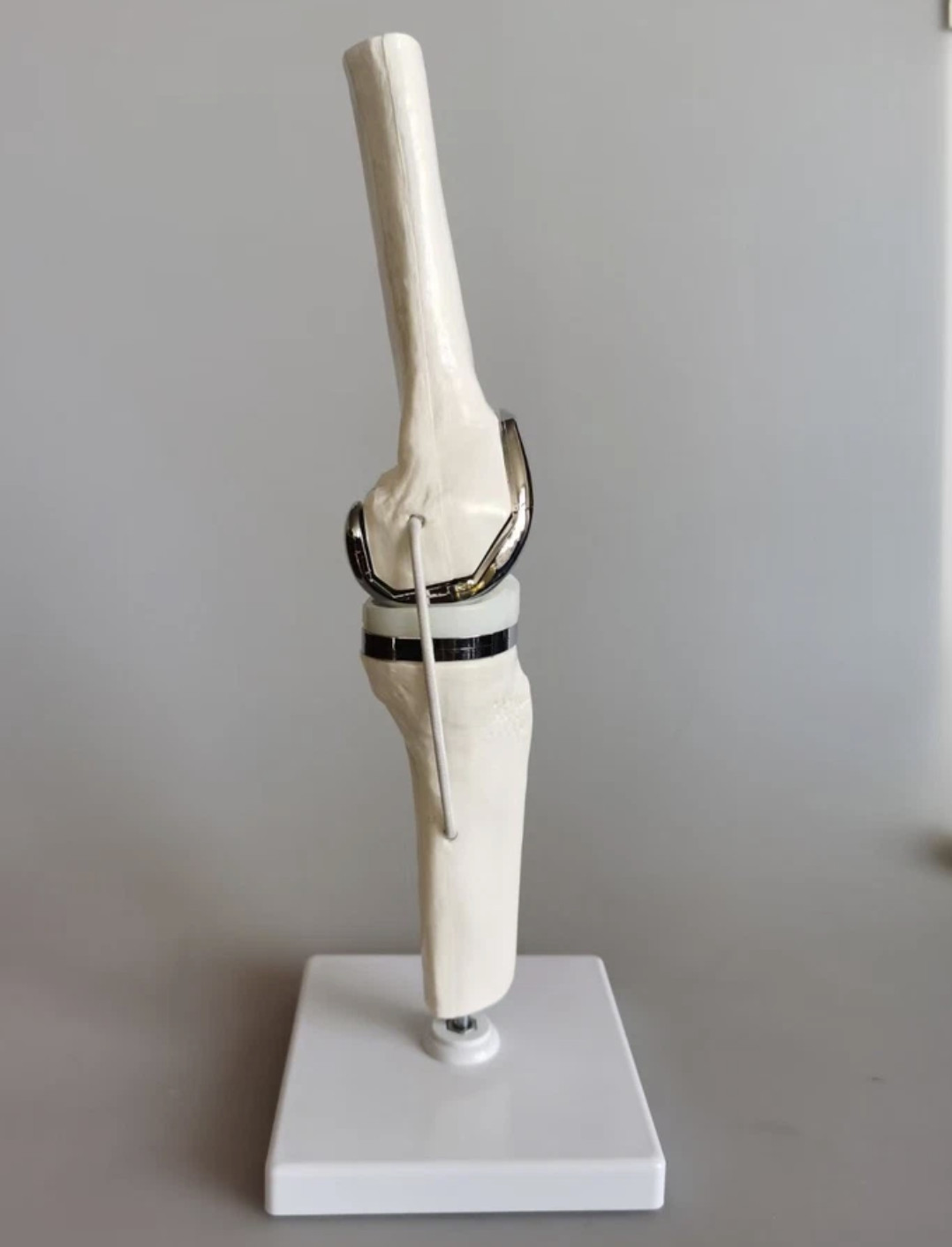 Artificial Shoulder Replacement Anatomical Model Knee Shoulder Elbow Joint Model