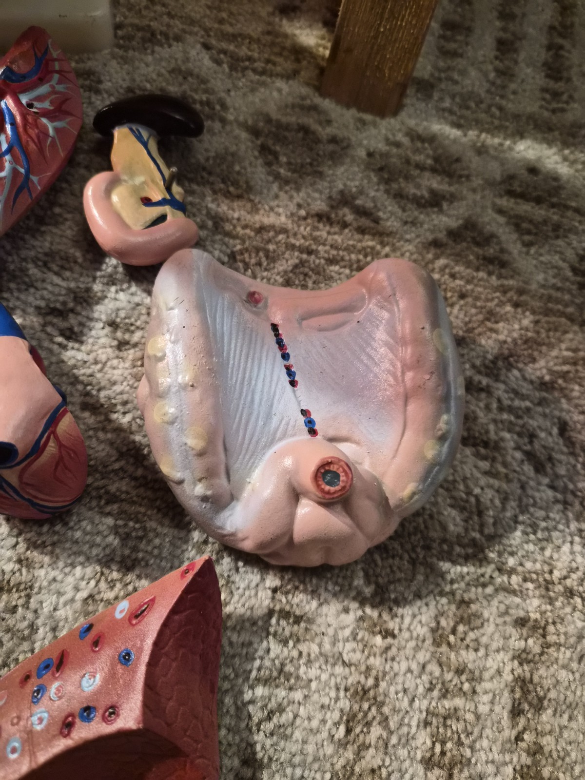 Human Anatomical Models Torso With Some Accesories