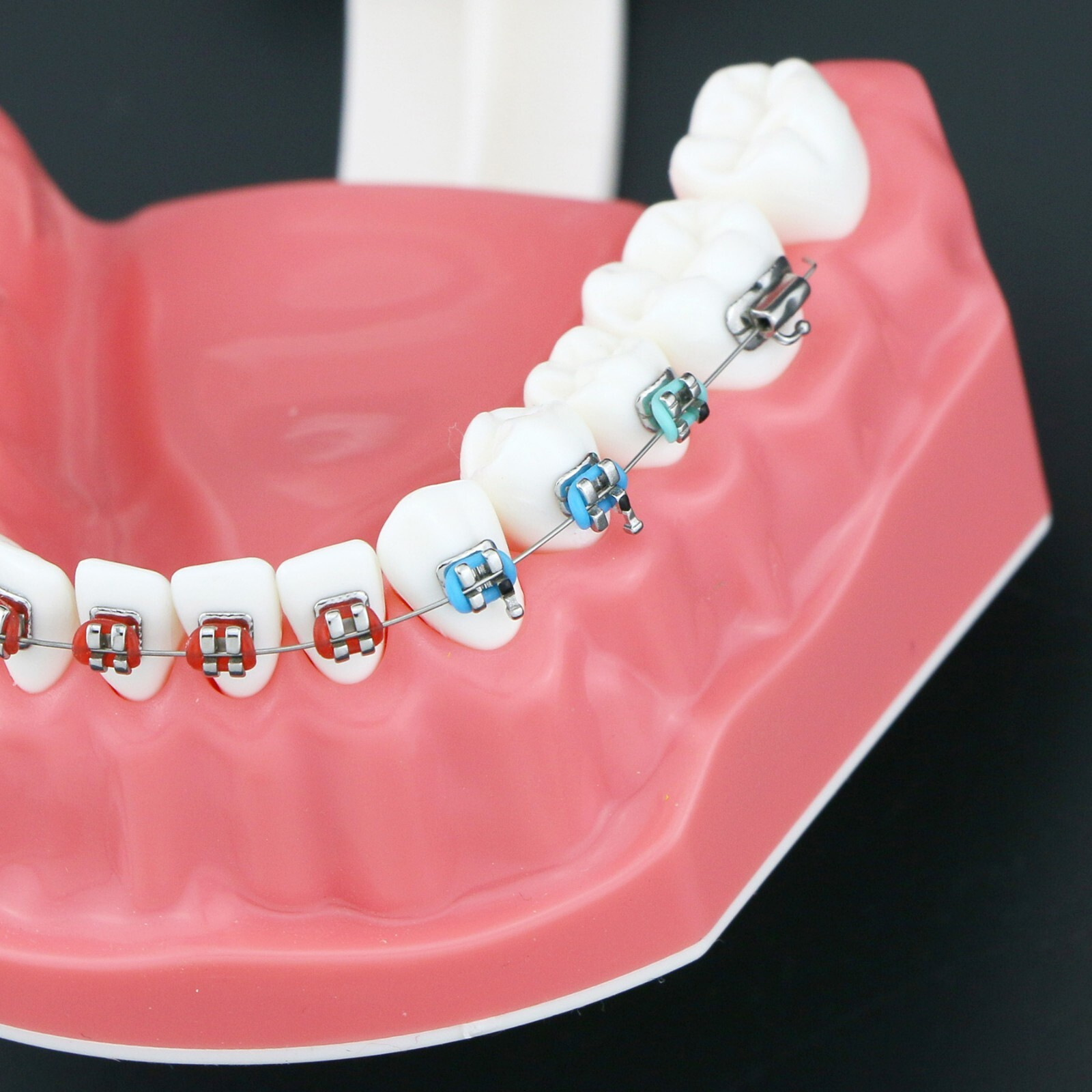US Dental Typodont Orthodontic Teeth Model with Brackets For Brushing Practice