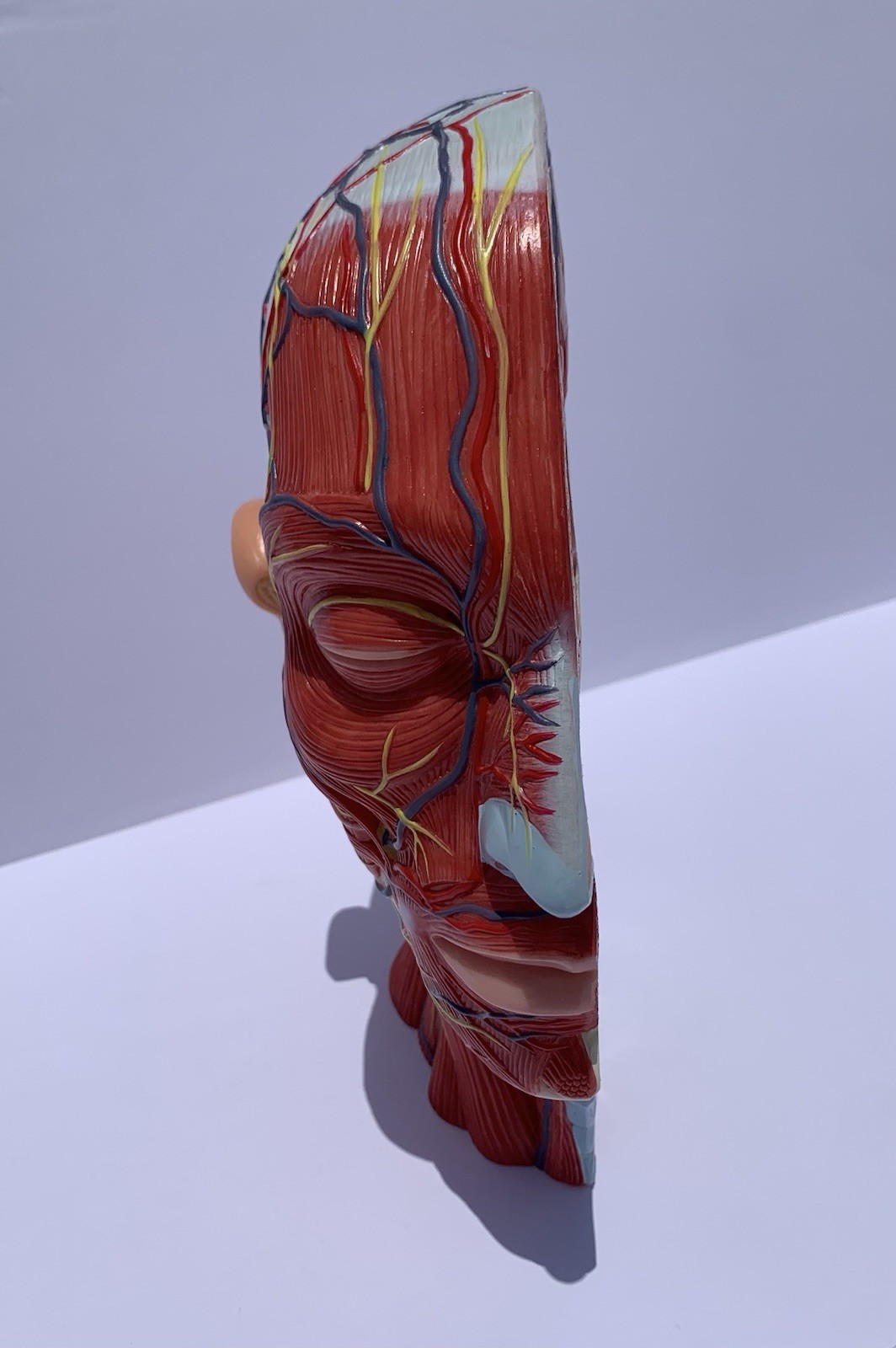 Human Half Head Anatomy Model Life Size Neurovascular Medical Teaching Aid
