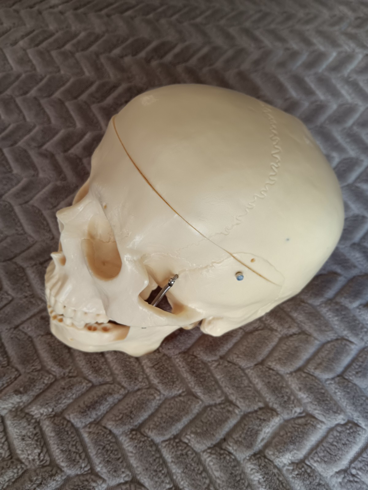 Life Size Human Model Skull Spring Jaw Removable Cap Halloween Lifelike Read