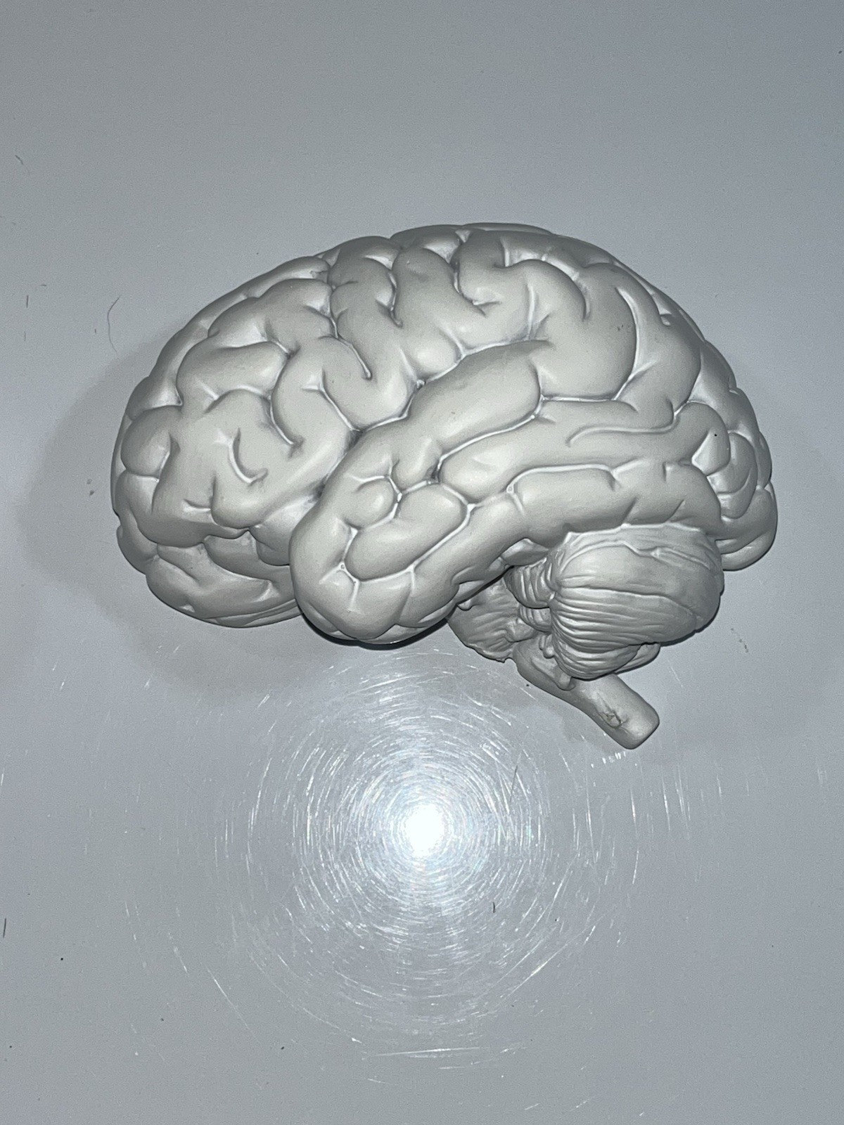 Scientific Model Human Brain 2-part, Display, Paint Your Way, Classroom, Study