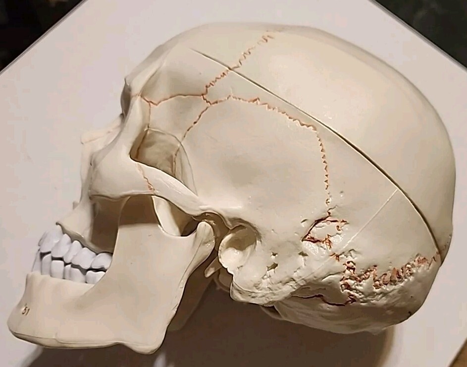*LIFE SIZE HUMAN MODEL SKULL*MEDICAL TEACHING SKELETON HEAD*HALLOWEEN PROP*