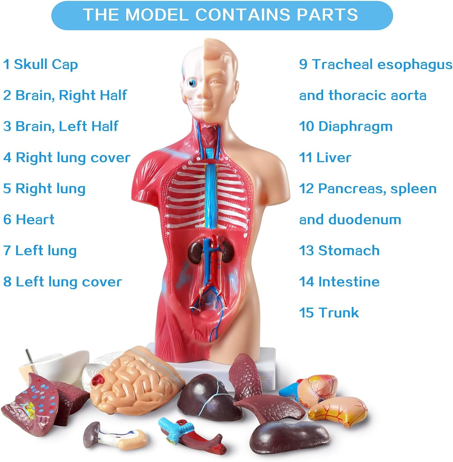 NEW HORIZON Human Anatomy Torso Model 10.5 Inch Anatomical Assembly Model of Hum