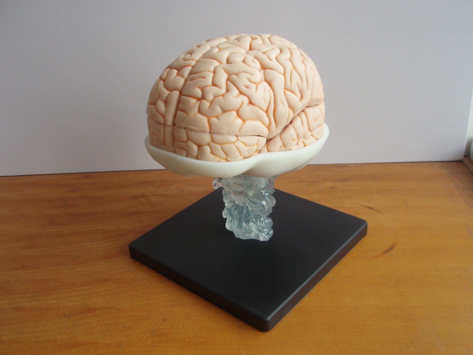 1:1 Size Human 15 Parts Brain Model Medical Anatomy With 58 Digital Indication