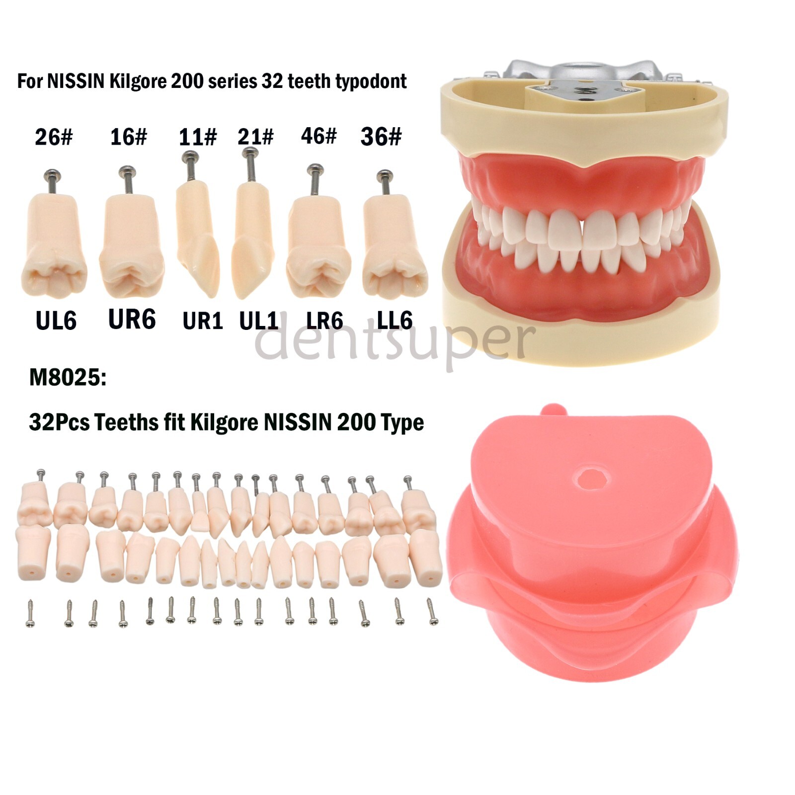 Fit Kilgore NISSIN 200Type Model Dental Typodont Model With 32Pcs Screw-in Teeth