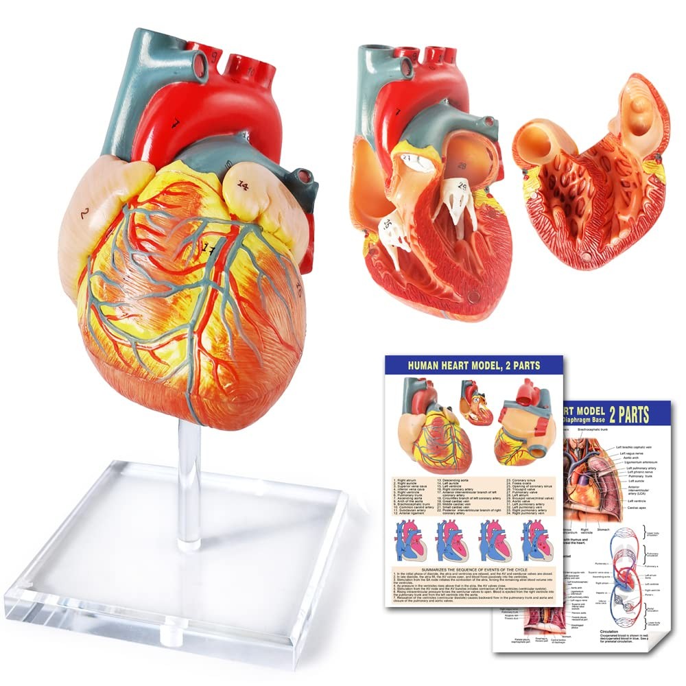 Human Heart Model For Anatomy, 2 – Part Heart Models Anatomy Life Size Medica…