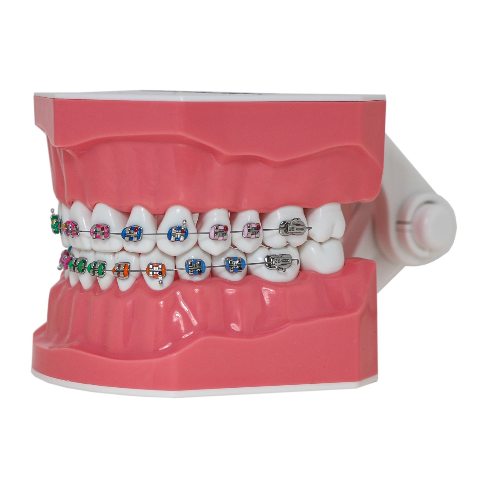 US Dental Typodont Teeth Model with Orthodontic Brackets Brushing