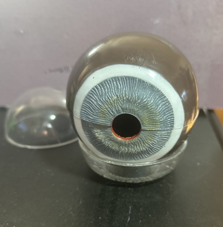 Vintage Scientific Human Eye Anatomical Model Human Eye Model