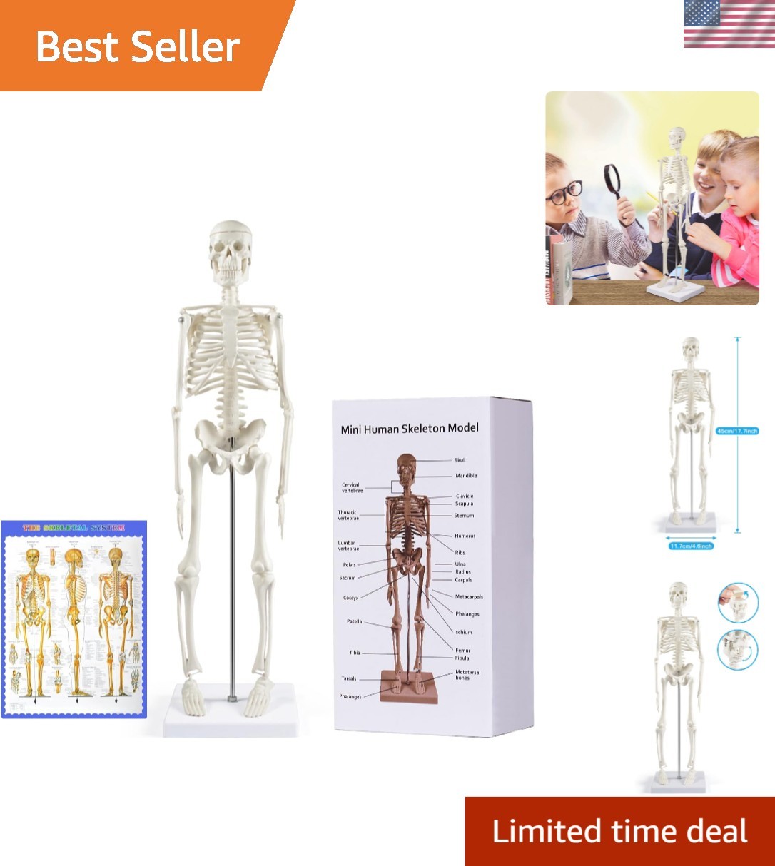 Compact 17.7” Mini Human Skeleton Model – Perfect for Study Decor & Learning