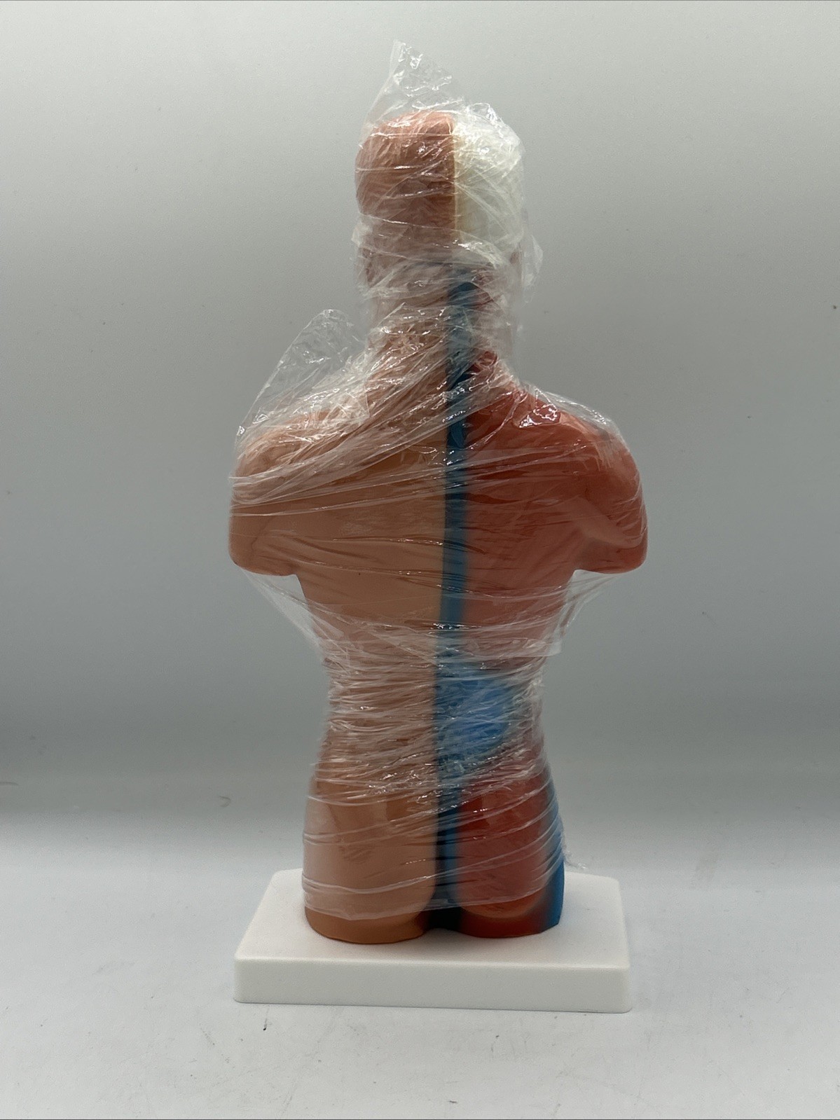 15-Part Human Torso 11in Anatomy Model Removable Organs Study Instrument
