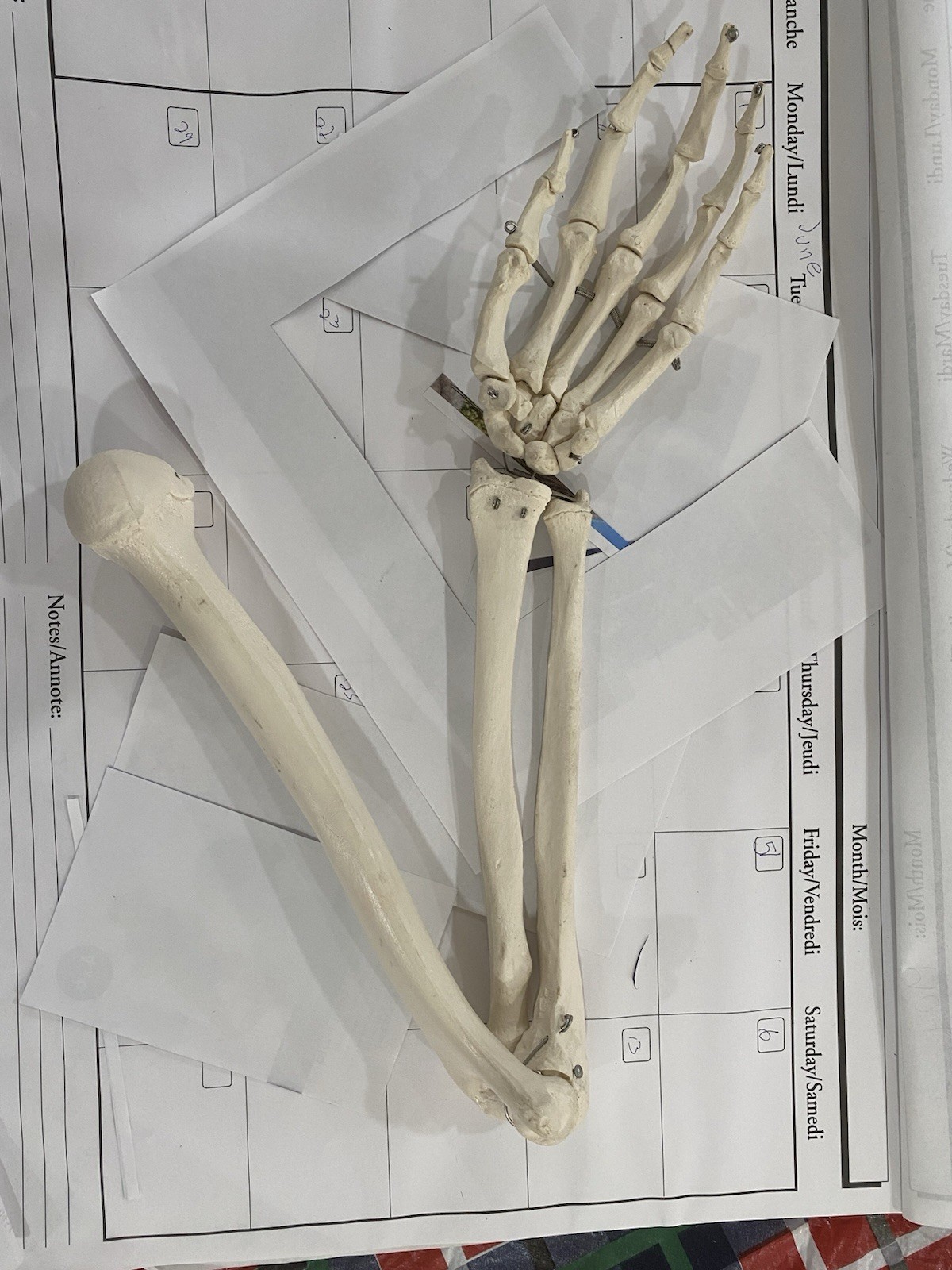 Human Arm Anatomical Skeleton Model with Elbow, and Hand Bones, Ulna, Radius