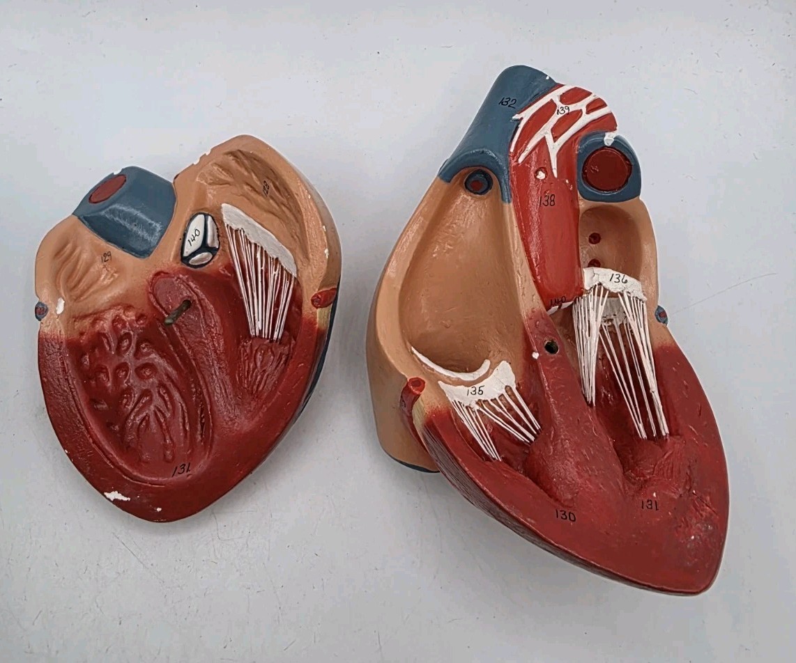 Vintage Human Heart Anatomical Anatomy Model Separated 2 Parts Medical Science