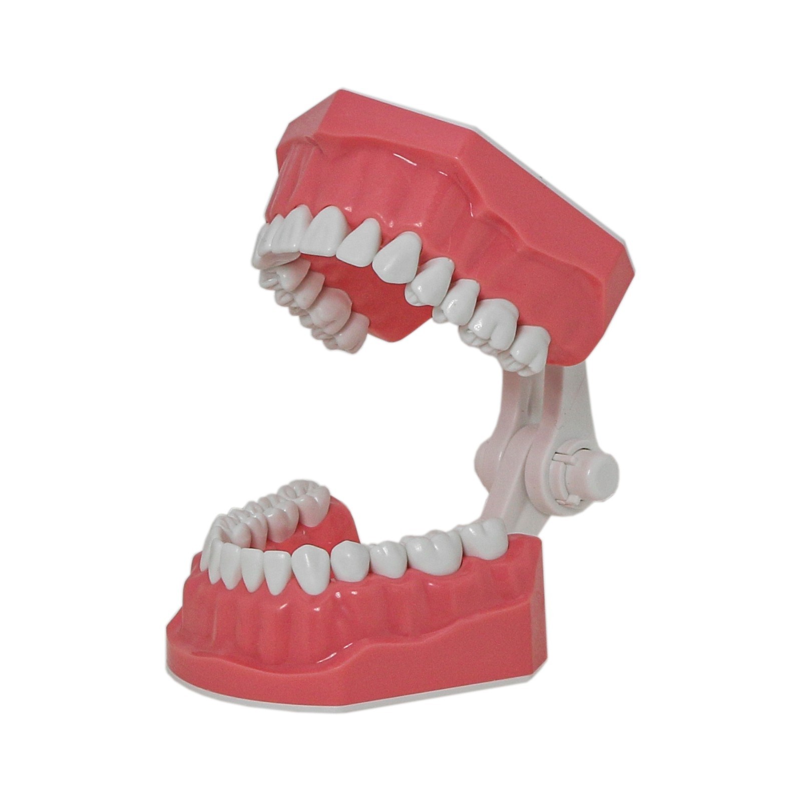 Dental Teeth Model Standard 1:1Brushing Flossing Practice Teaching Model M7010-1