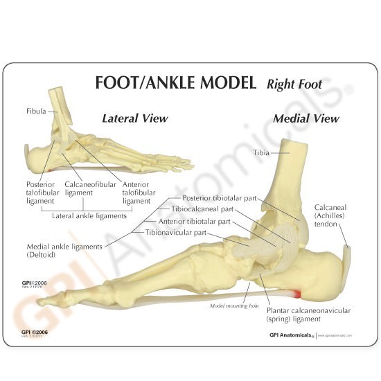 Foot Ankle Joint GPI Anatomical Model LFA #1980. Make Us an Offer! SEE VIDEO