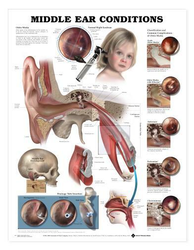 MIDDLE EAR Laminated Wall Chart 20″ x 26″ Classroom/Professional LFA #99893