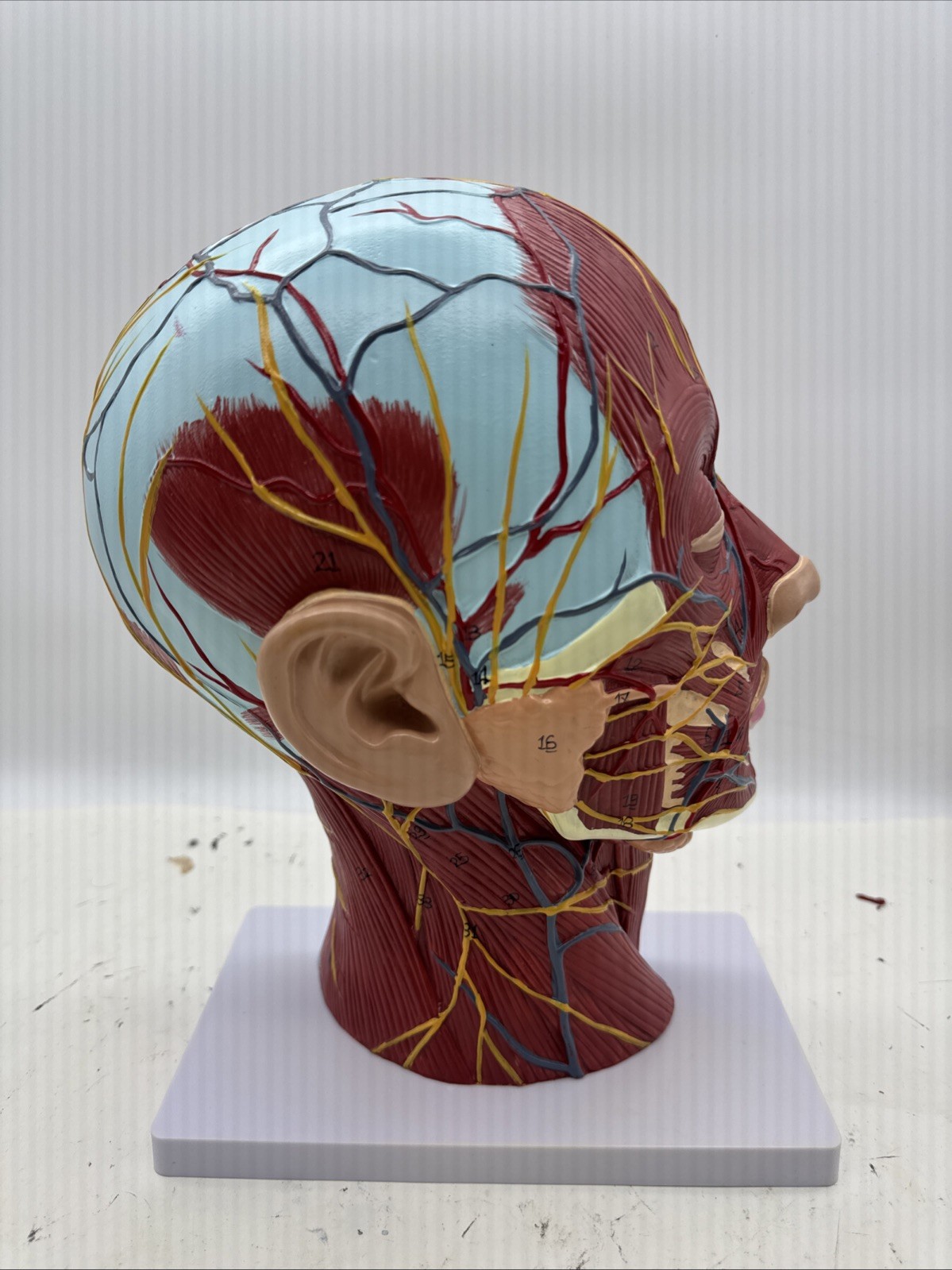 Anatomical Human Head Model with Muscles, Nerves, Brain for Education (D7)