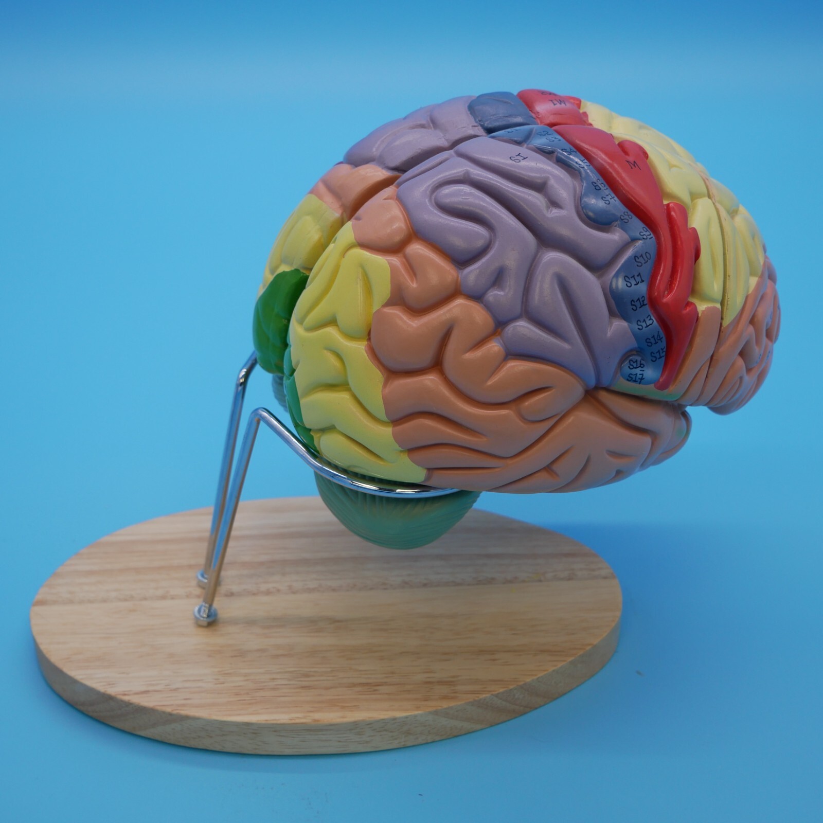Medical Anatomical Human Brain Model Anatomy Cerebral Cortex Brain Nerve Models